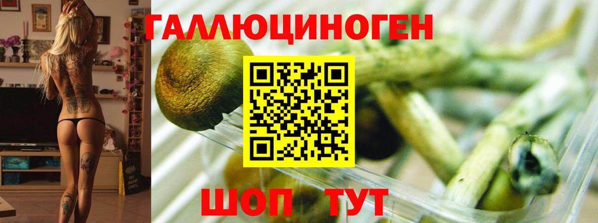 Черкесск  купить наркотик  Галлюциногенные грибы мицелий  Вход с VPN  Галлюциногенные грибы ЛСД 